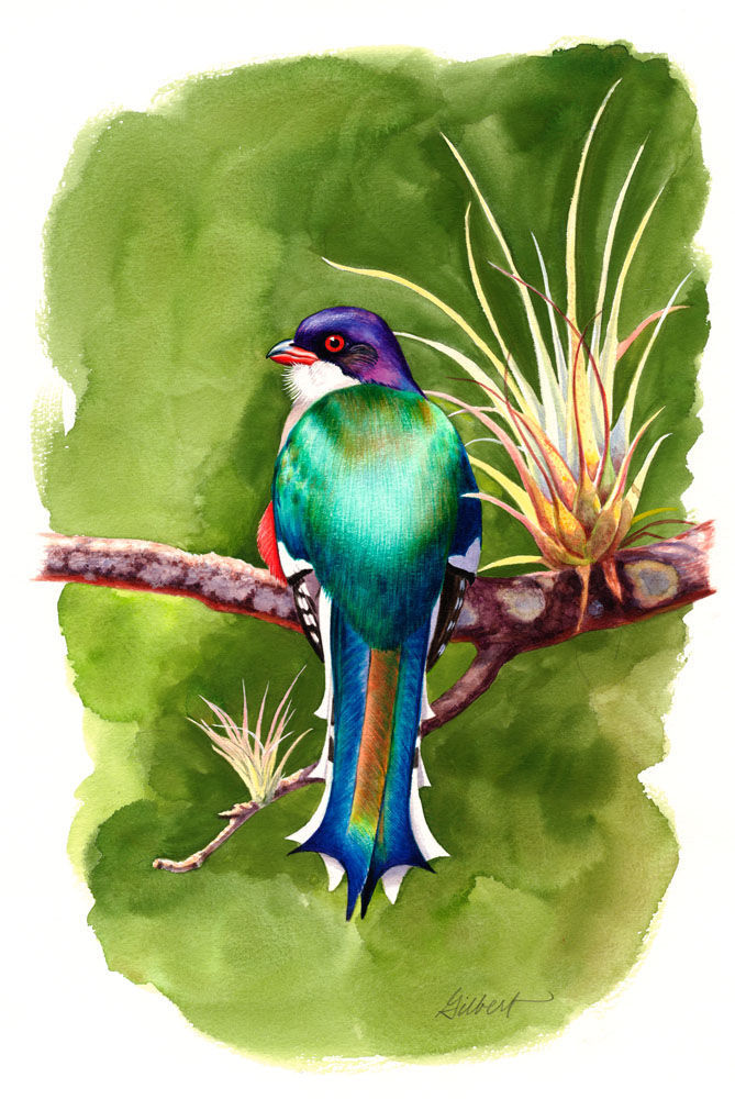 Trogons sample page